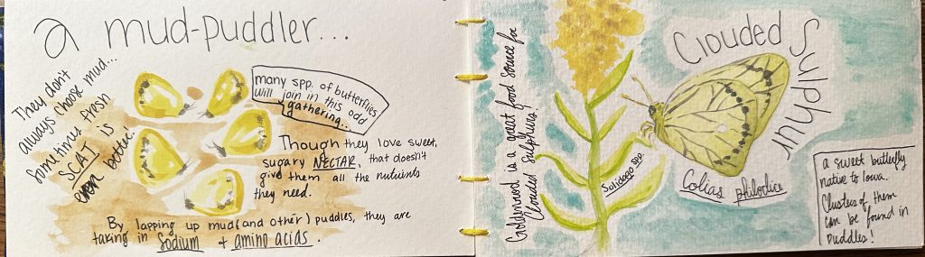 Nature Notes